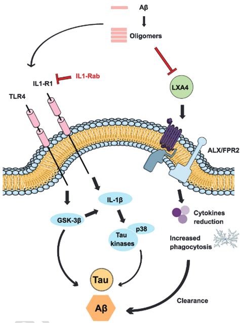 Cell signaling pathways step-by-step