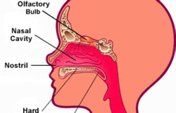 Diagram Of The Nose With Label