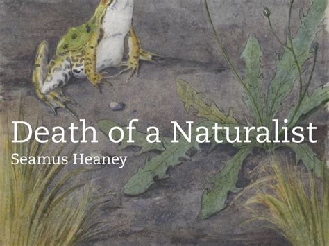 'Death of a Naturalist' by Seamus Heaney - Study Guide | Teaching Resources