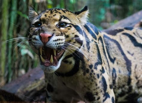 Clouded Leopardess Bares Her Fangs | Smithsonian Photo Contest | Smithsonian Magazine