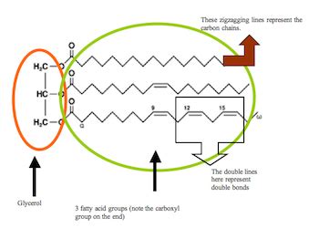 Fats | Definition, Structure & Function - Lesson | Study.com