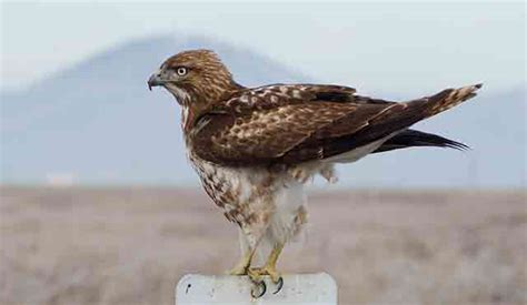 Rough-Legged Buzzard | Bird Identification Guide | Bird Spot