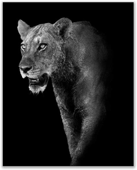 Black and White African Safari Animals Photography Prints - Set of 6 ...