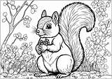 Fall Squirrel Coloring Page Pages sketch template