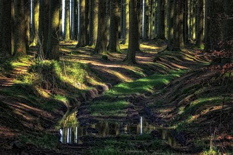 In the heart of the Haute-Ardenne forests (in Explore) | Flickr