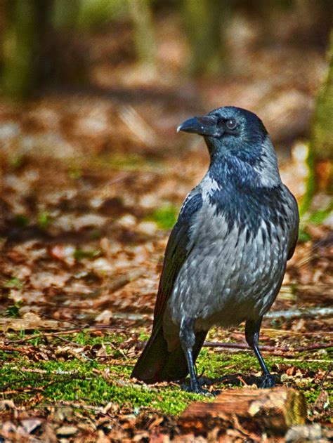 Hooded crow | Bird photography, Crow, Hoods