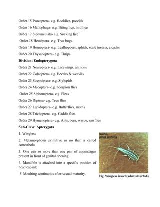 Classification of insecta | PDF