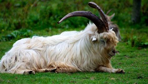 10 Goat Breeds that have Long Hair