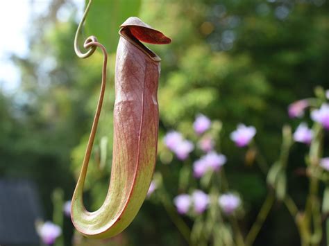 Insect Eating Pitcher Plant