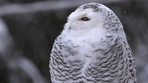 Calling all birdwatchers: Rare snowy owl 'irruption' grips Toronto ...