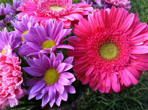 How to Grow and Care For Your Barberton Daisy | Sproutabl