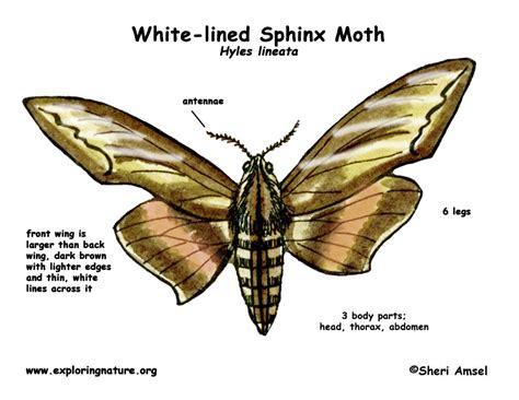 Moth Labeled Diagram