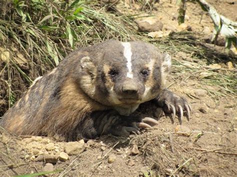 Wisconsin State Animal...Badger | Animals, Animals wild, Wisconsin