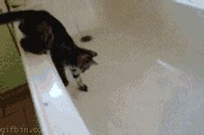 Scared Cat GIF - Find & Share on GIPHY