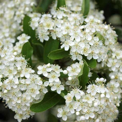 Pyracantha Red Berries (Red Firethorn) - Hedges Direct UK