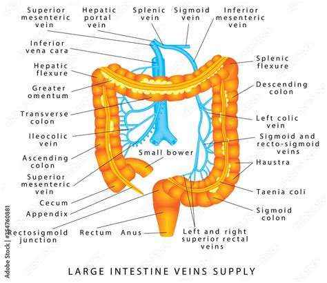 Vettoriale Stock Abdominal Veins. Blood supply to the colon. Anatomy Of Human Abdominal Vein ...