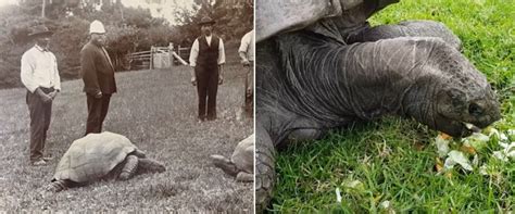 World's Oldest Living Land Animal Celebrates 191st Birthday