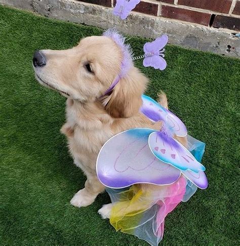 15 Funny Golden Retriever Halloween Costumes in 2023 | Golden retriever halloween, Dog halloween ...