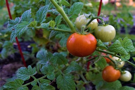 Growing Container Tomatoes - 3 Great Varieties To Try On Your Patio!