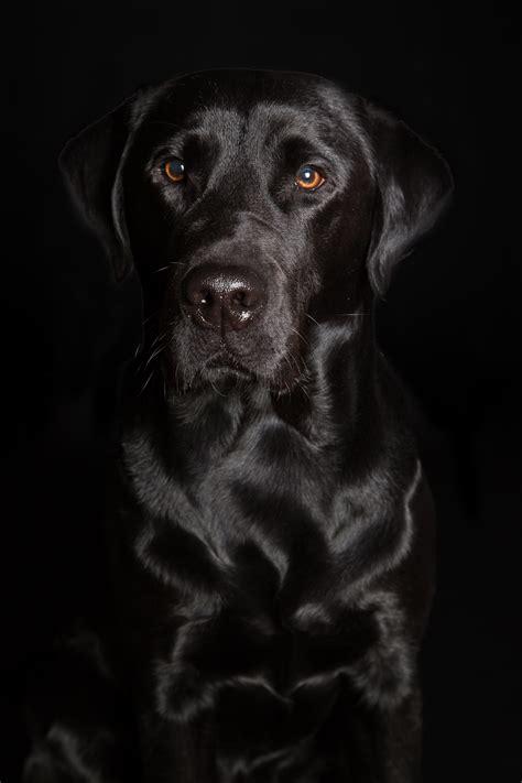 Free photo: Black Dog Portrait - Animal, Black, Dog - Free Download ...