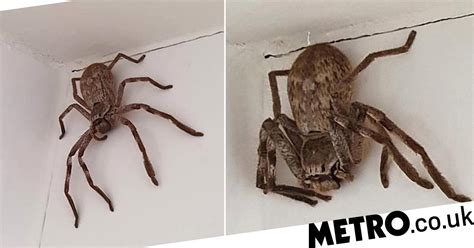 Woman horrified to find huge huntsman spider perched in her shower ...