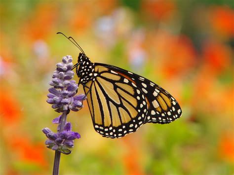 Habitat is Critical for Struggling Monarch Butterflies | Conservation Federation of Missouri