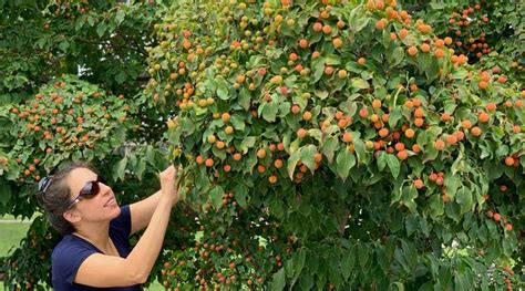 Introducing Kousa dogwood (Cornus kousa), the edible dogwood - Tyrant Farms