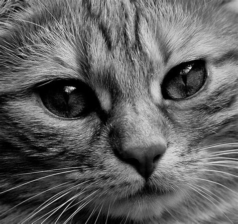 Free photo: Cat, Face, Close, View, Eyes - Free Image on Pixabay - 1817899