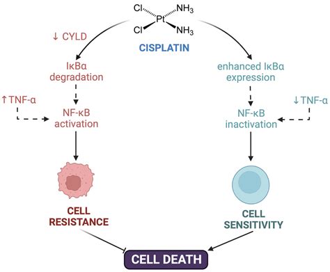 Cisplatin Resistance: Genetic and Epigenetic Factors Involved