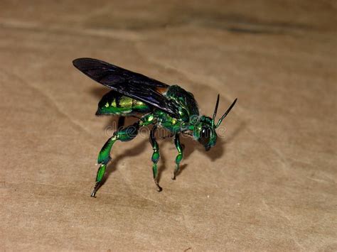 Live Green Orchid Bee Euglossini Species Stock Photo - Image of macro, beauty: 130022544