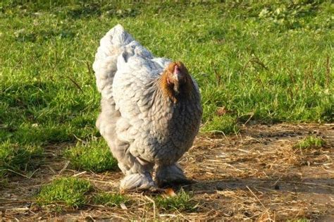 Cochin Chicken | All about Feathery, Friendly Cochins - Rural Living Today