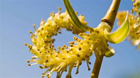 How to Grow and Care for Weeping Willow Trees (Complete Guide)