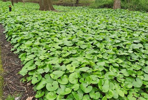 Buy Wild Ginger for Sale Online | Direct Native Plants