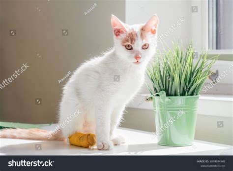 4,443 Injured cat Images, Stock Photos & Vectors | Shutterstock