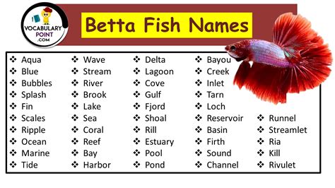 120+ Adorable Betta Fish Names - Vocabulary Point