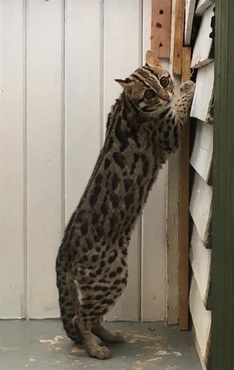 Leopard cats used in Bengal Breeding program SolanaRanch and ...