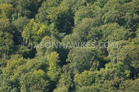 Aerial View. Canopy of trees, forest . Jason Hawkes