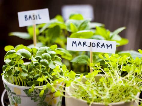 25 Gardening Tips for Beginners To Get You Started