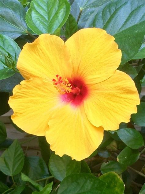 Hibiscus rosa-sinensis L., 朱槿 (World flora) - Pl@ntNet identify