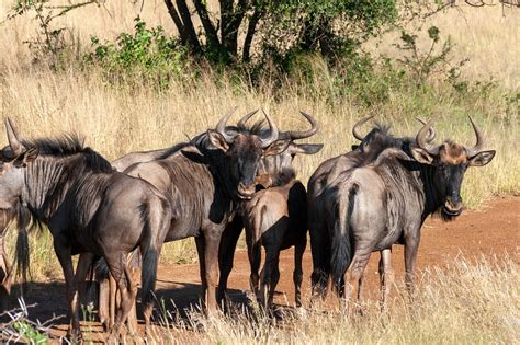 Blue Wildebeest Herd - Free photo on Pixabay