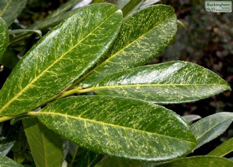 Laurel, Spotted, Aucuba japonica Variegata (Hedging, Shrubs) > Hedging ...