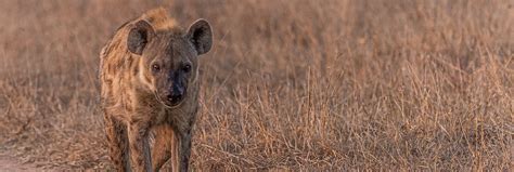 Kruger National Park: history and wildlife