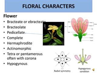 Family apocynaceae | PPT