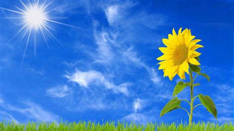 Sunflower With Background Of Sun And Blue Sky With Clouds HD Flowers Wallpapers | HD Wallpapers ...