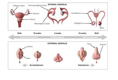 Male vs. Female Development - Lozier Institute