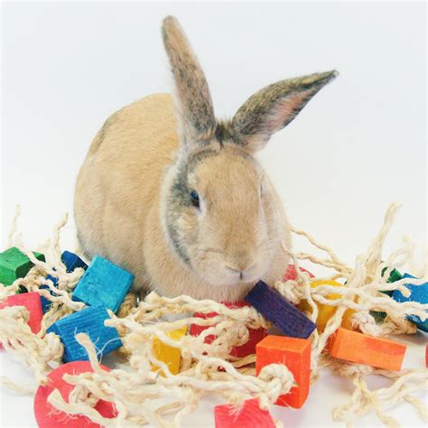 Most Popular House Rabbit Chew Toys Online by HappyRabbitToys