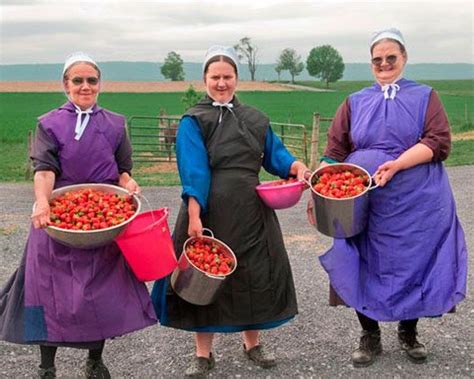 Amish - Women gathering strawberries to can | Amish culture, Amish ...