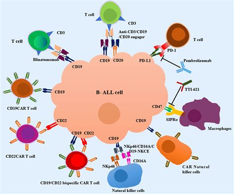 Frontiers | Immunotherapy for Pediatric Acute Lymphoblastic Leukemia: Recent Advances and Future ...