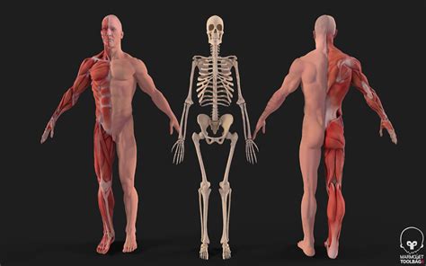 3d skeletal muscle culture model