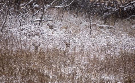 Deer in Winter 5906737 Stock Photo at Vecteezy